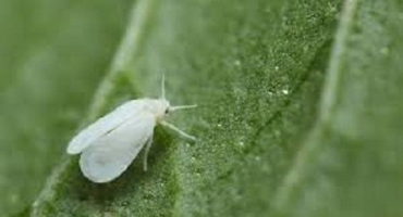 Jak se zbavit molice na rajčatech ve skleníku